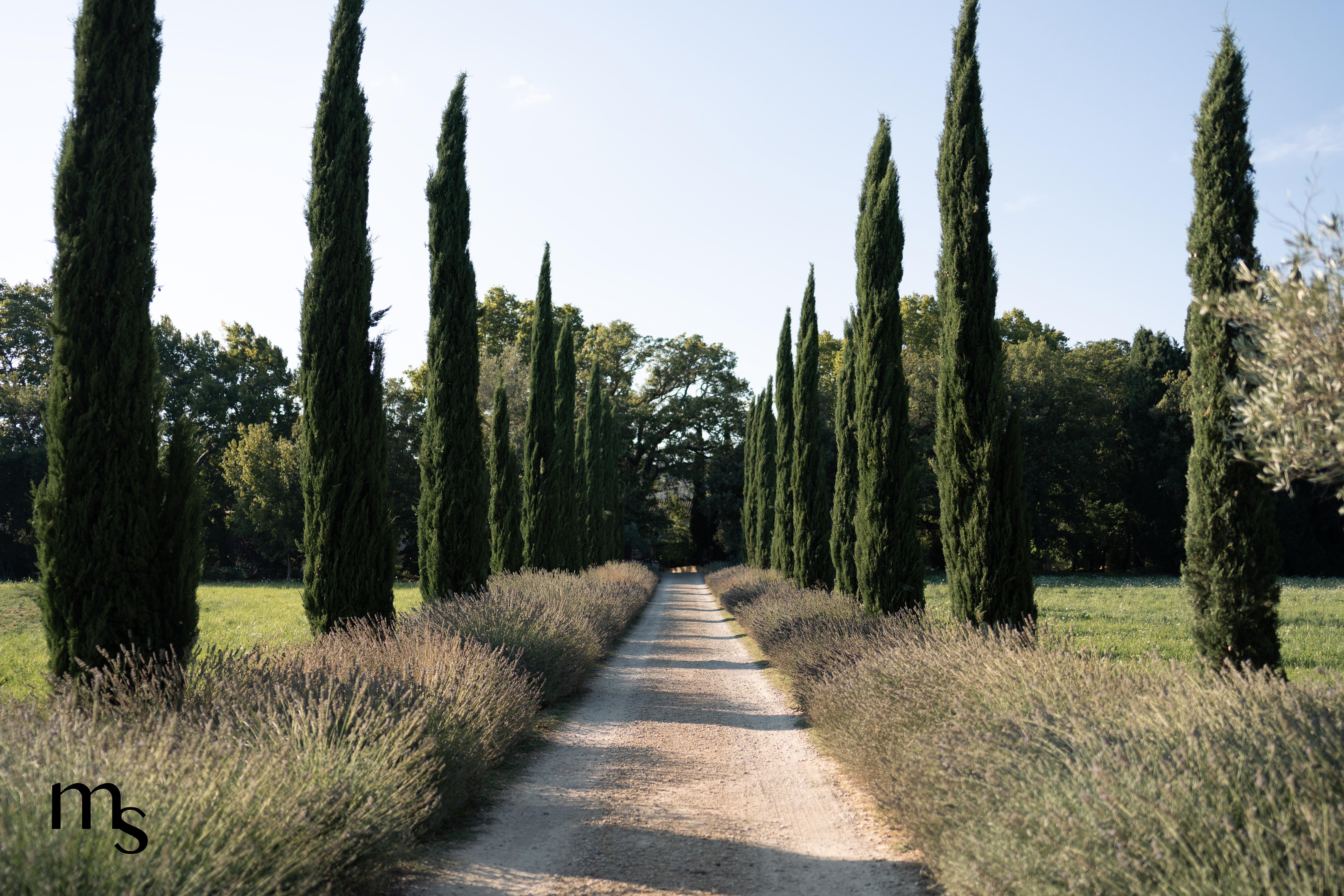allée de cyprès au domaine de Lamanon, domaine de mariage en Provence